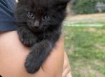 Black fluffy kitten - Domestic Kitten For Sale - 