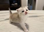Ariana - Scottish Fold Kitten For Sale - 