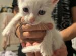 You name him - Turkish Van Kitten For Sale - South Windsor&comma; CT&comma; US