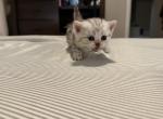 Sandoval - Scottish Straight Kitten For Sale - 