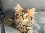 BEAUTIFUL BABY - Maine Coon Kitten For Sale - West Springfield&comma; MA&comma; US