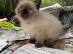 Mocha - Siamese Kitten For Sale - Staten Island&comma; NY&comma; US