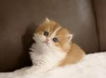 Honey British Longhair - British Shorthair Kitten For Sale - 