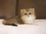 Clover British Longhair - British Shorthair Kitten For Sale - 