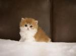 Bumble British Longhair - British Shorthair Kitten For Sale - Queen Creek&comma; AZ&comma; US