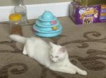 Miko - Ragdoll Kitten For Sale - Portland&comma; OR&comma; US