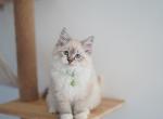 Hattie - Siberian Kitten For Sale - Brookville&comma; OH&comma; US