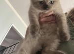 Sunny - Ragdoll Kitten For Sale - San Diego&comma; CA&comma; US