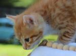 Marmalade - Domestic Kitten For Sale - Barto&comma; PA&comma; US