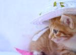 Marmalade - Domestic Kitten For Sale - Barto&comma; PA&comma; US