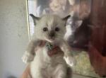 Dharma - Ragdoll Kitten For Sale - 