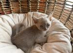 Burmese - Burmese Kitten For Sale - Jamesport&comma; MO&comma; US
