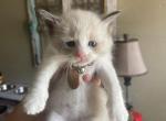 Mars - Ragdoll Kitten For Sale - 