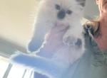 Sylvia - Ragdoll Kitten For Sale - San Diego&comma; CA&comma; US