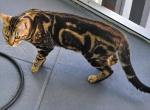 Ollie - Bengal Cat For Adoption - Fort Myers&comma; FL&comma; US