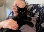 monte - Domestic Kitten For Adoption - Wheatland&comma; CA&comma; US