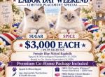 Sugar - Ragdoll Kitten For Sale - Mount Joy&comma; PA&comma; US