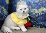 Snowys Litter - Scottish Fold Kitten For Sale - Finksburg&comma; MD&comma; US