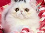 Spot - Persian Kitten For Sale - 