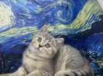 Snowys Kittens - Scottish Straight Kitten For Sale - Finksburg&comma; MD&comma; US