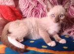 Simon - Snowshoe Kitten For Sale - Robertsdale&comma; AL&comma; US