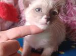 Karma - Snowshoe Kitten For Sale - 
