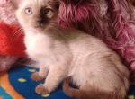 Wonton - Siamese Kitten For Sale - 