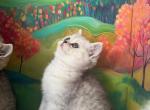 Scottish Straight - Scottish Straight Kitten For Sale - Finksburg&comma; MD&comma; US