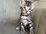 Silver and Snow kittens - Bengal Kitten For Sale - Camino&comma; CA&comma; US
