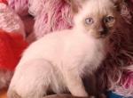 Luna - Siamese Kitten For Sale - 