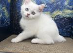 Scottish Straight Male - Scottish Straight Kitten For Sale - Finksburg&comma; MD&comma; US