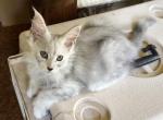 Silver male polydactyl - Maine Coon Kitten For Sale - 