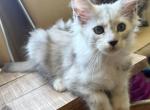 Silver female polydactyl - Maine Coon Kitten For Sale - 