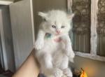 Kharma - Ragdoll Kitten For Sale - 