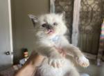 Declan - Ragdoll Kitten For Sale - 
