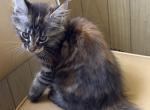 Swirled Tortie - Maine Coon Kitten For Sale - Connellsville&comma; PA&comma; US