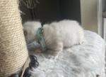 Peter - Ragdoll Kitten For Sale - Spring&comma; TX&comma; US