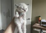 Peter - Ragdoll Kitten For Sale - 