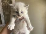Remi - Ragdoll Kitten For Sale - Spring&comma; TX&comma; US