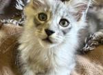 Blue Tabby smoke - Maine Coon Kitten For Sale - Connellsville&comma; PA&comma; US