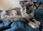 Bubbles - Maine Coon Kitten For Sale - Freysville&comma; PA&comma; US