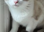 Girl - Siamese Kitten For Sale - 