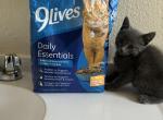 Bluey - Russian Blue Kitten For Sale - Riverside&comma; CA&comma; US