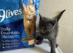 Bluey - Russian Blue Kitten For Sale - West Covina&comma; CA&comma; US