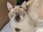 Sayla Bonded With Edward - Siamese Kitten For Adoption - 
