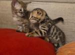 Sophie's Bengals - Bengal Kitten For Sale - Denver&comma; CO&comma; US