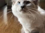 Love - Siamese Kitten For Sale - 