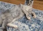 White Smoke - Maine Coon Kitten For Sale - Freysville&comma; PA&comma; US