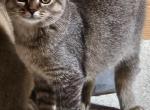 Stella - Scottish Straight Kitten For Sale - Chicago&comma; IL&comma; US