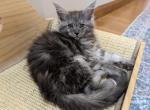 Mr Blue - Maine Coon Kitten For Sale - 
